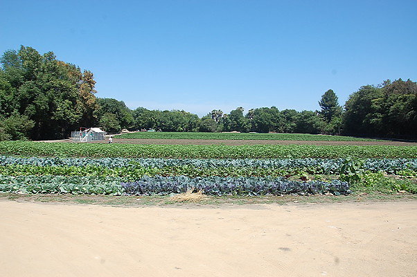 DSC 0533