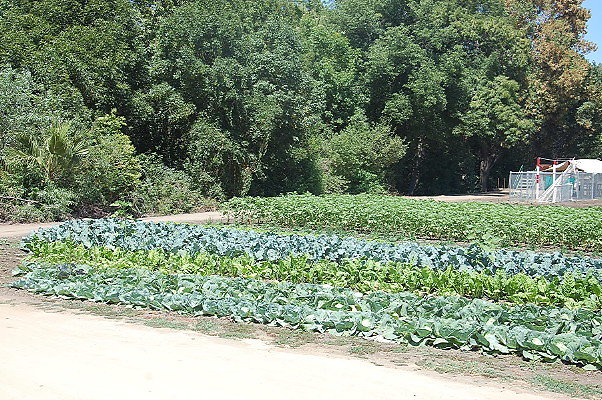 DSC 0535