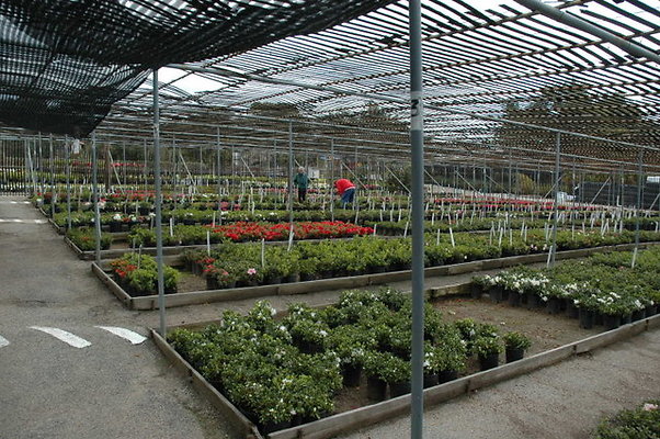 Greenhouse.Nicos Nursery.APM Locs