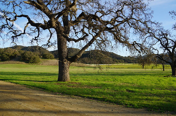 Road To Thorton Ranch.03