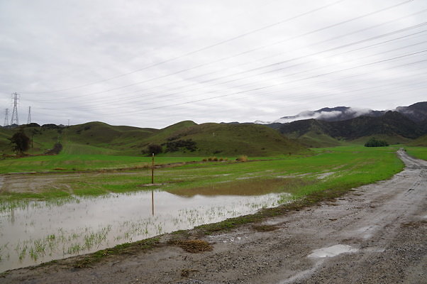 Newhall Land.Pasture.Pepper Tree