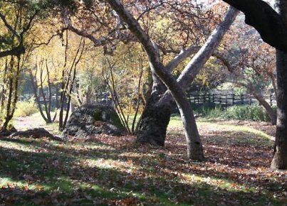 Canyon.Ranch.Trees.Grass.Forest12