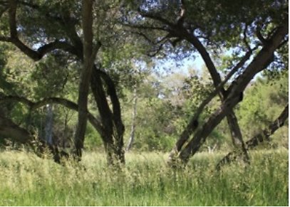 Canyon.Ranch.Trees.Grass.Forest06