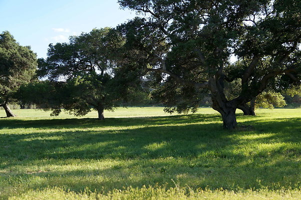 GOR.West.Meadow.12