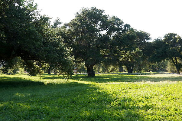 GOR.West.Meadow.09
