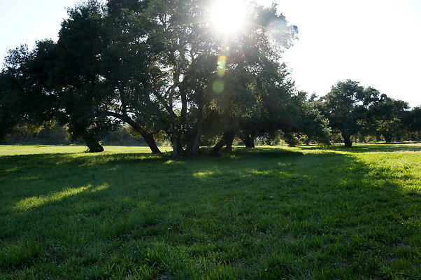 GOR.West.Meadow.03