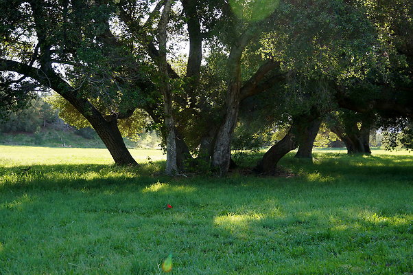 GOR.West.Meadow.08