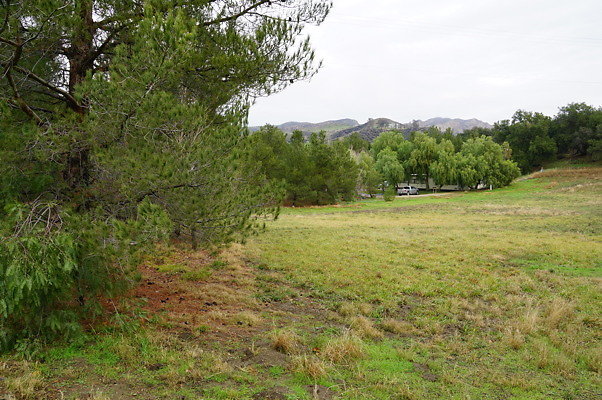 Moonshine Meadow