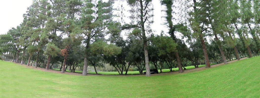 20.Veterans.Tree.Lined.Olive.Rd.Sylmar
