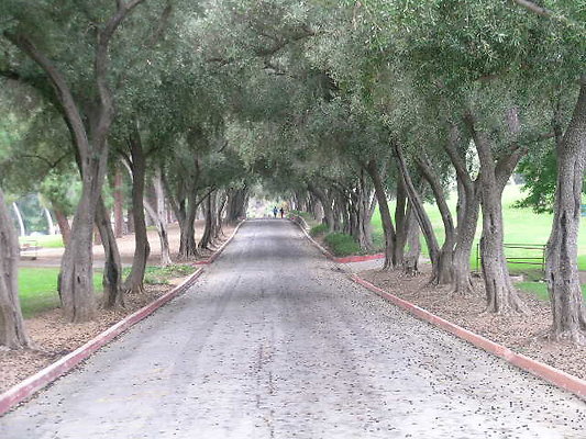 05.Veterans.Tree.Lined.Olive.Rd.Sylmar