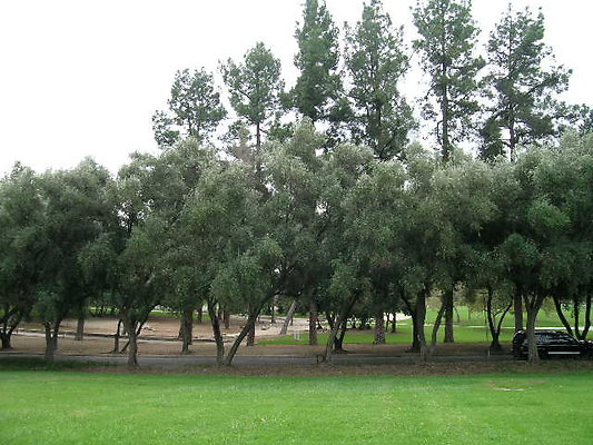 16.Veterans.Tree.Lined.Olive.Rd.Sylmar