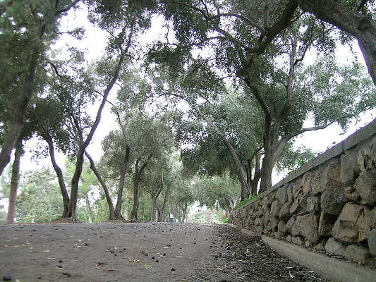 18.Veterans.Tree.Lined.Olive.Rd.Sylmar