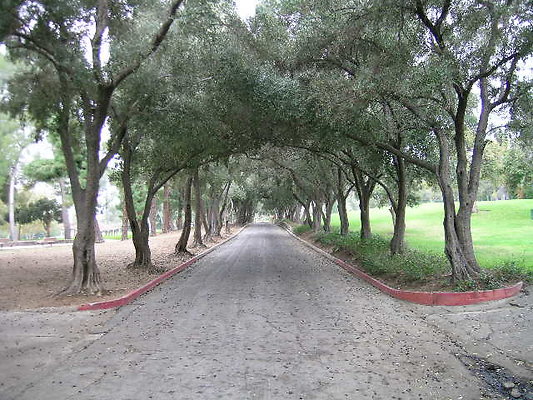 06.Veterans.Tree.Lined.Olive.Rd.Sylmar