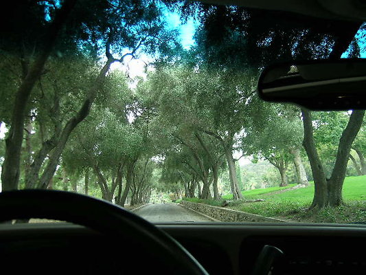 23.Veterans.Tree.Lined.Olive.Rd.Sylmar