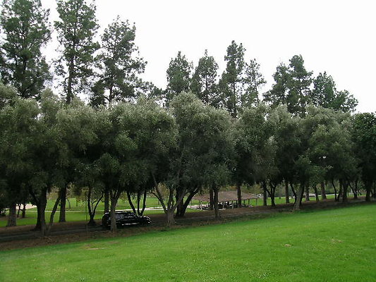 17.Veterans.Tree.Lined.Olive.Rd.Sylmar