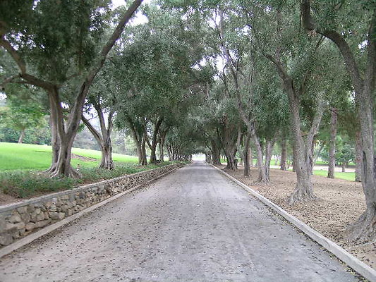 07.Veterans.Tree.Lined.Olive.Rd.Sylmar
