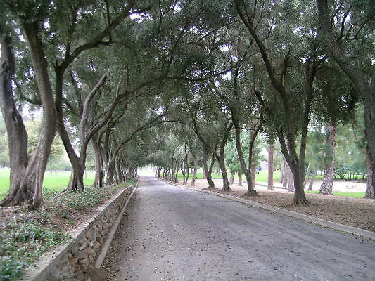 19.Veterans.Tree.Lined.Olive.Rd.Sylmar