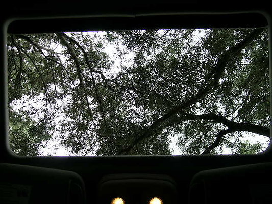 02.Veterans.Tree.Lined.Olive.Rd.Sylmar