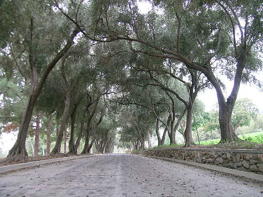 03.Veterans.Tree.Lined.Olive.Rd.Sylmar