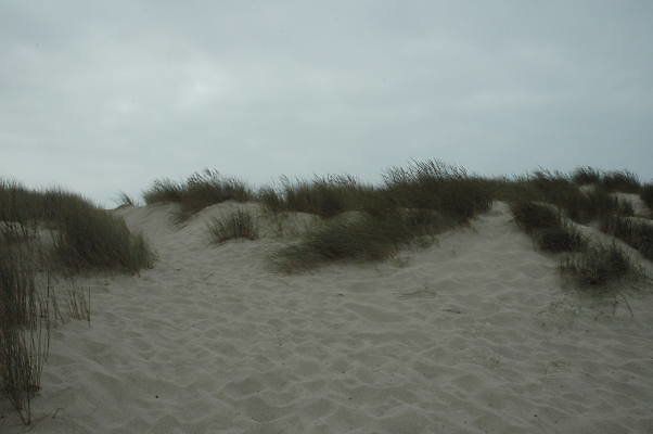 DSC 0095a
