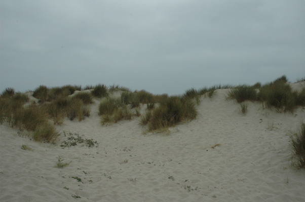 DSC 0106