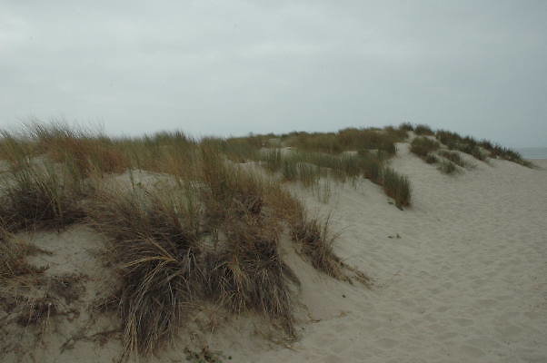 DSC 0093