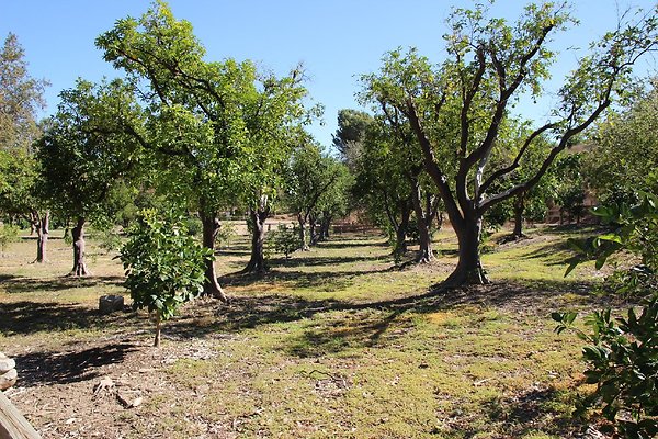 04.Omelveny.Orchard