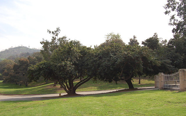 DSC 0132