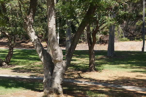 DSC09184
