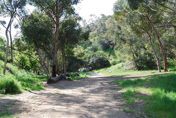 Runyon.Canyon.LA.21