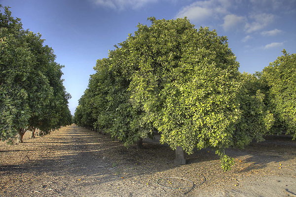 Farm 10
