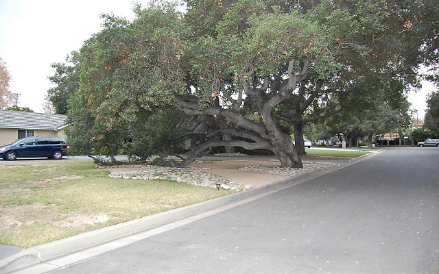 DSC 0081