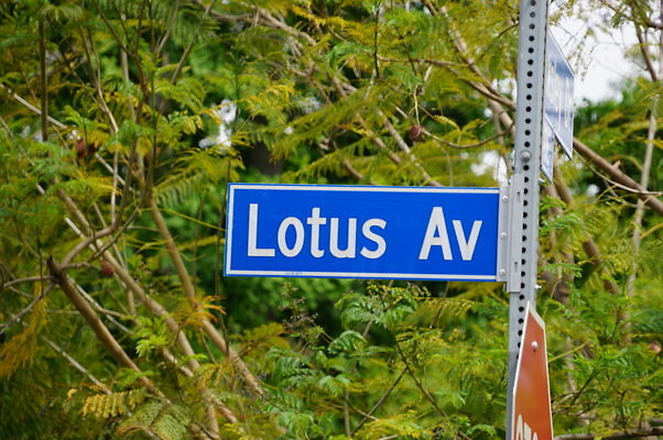 Lotus.Ave.C.Woods.18