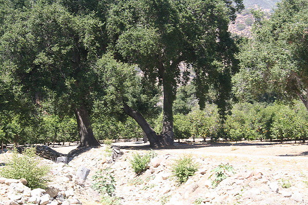 IMG 0111