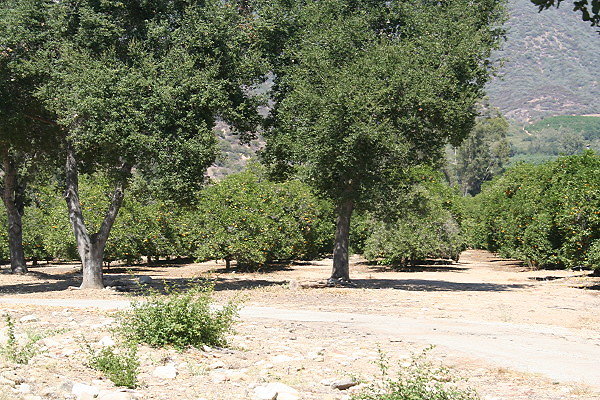 IMG 0112