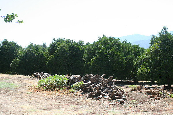 IMG 0065
