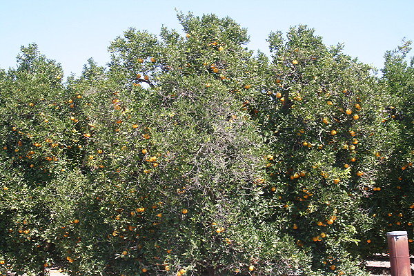 IMG 0115