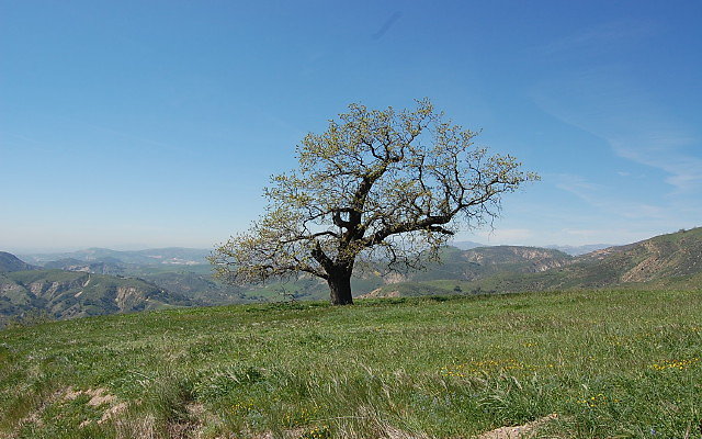 DSC 0034