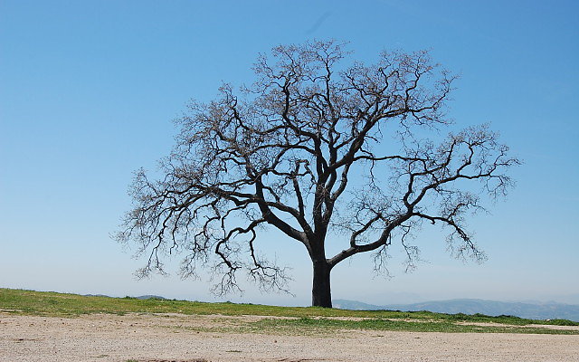 DSC 0005