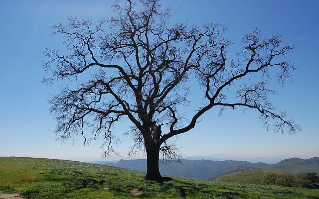 DSC 0001