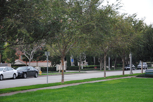 DSC 0103