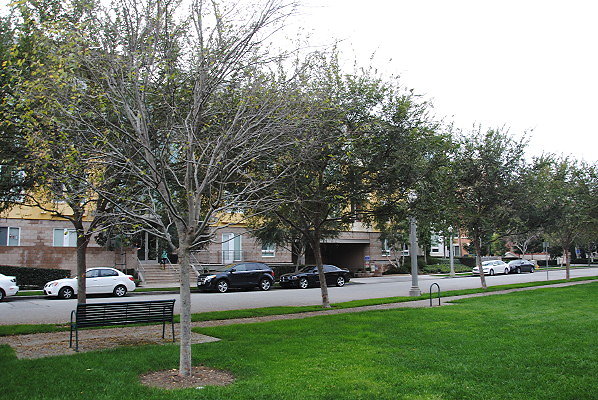 DSC 0100