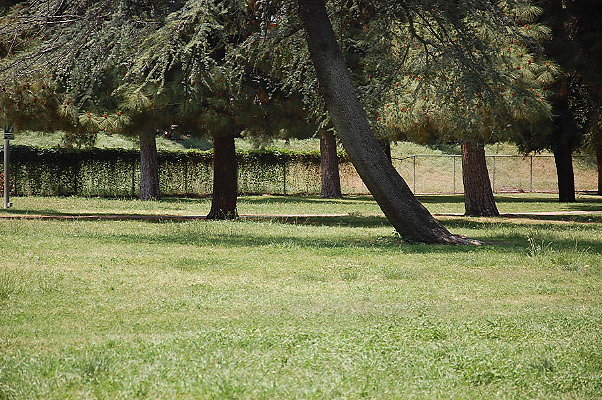 Balboa Park. Trees behind B.Ball Courts