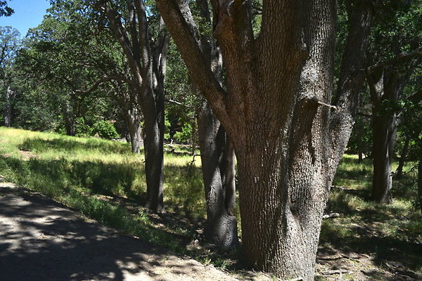 DSC 7215