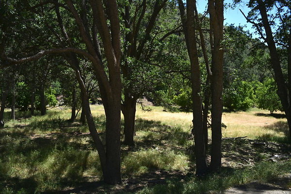DSC 7204