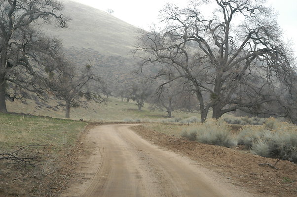 OakTreeRoadToPad 0153