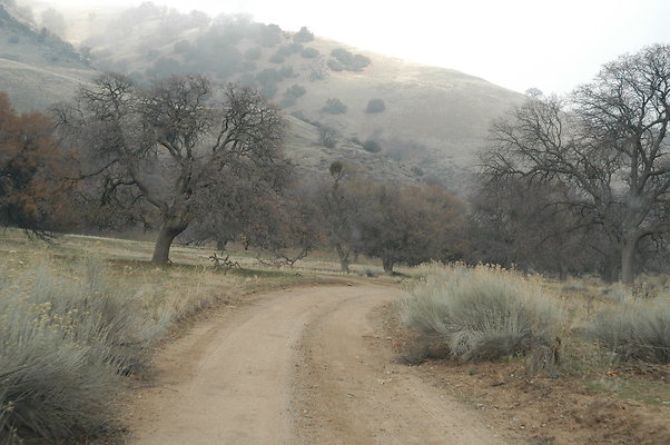 OakTreeRoadToPad 0151