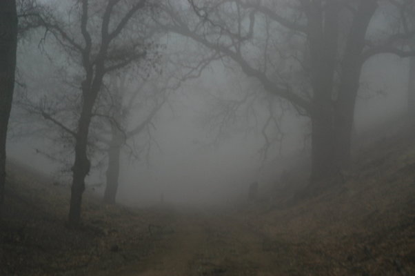 OakTreeRoadToPad 0161