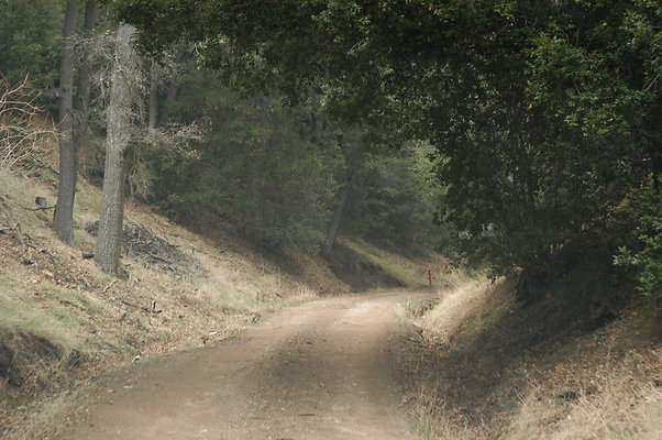 OakTreeRoadToPad 0159
