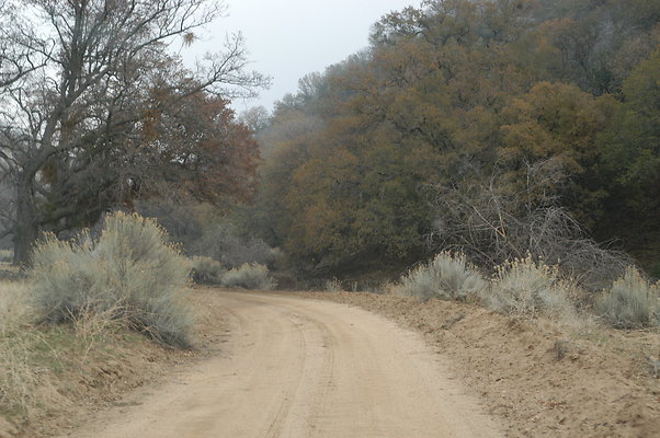 OakTreeRoadToPad 0152